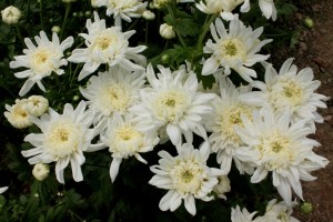Chrysanthemum