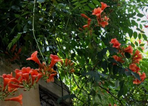 Trumpet Vine