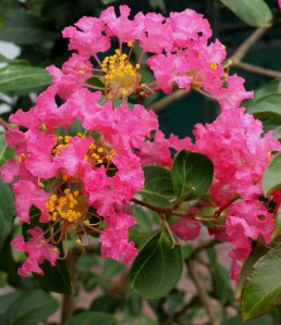 Crepe Myrtle
