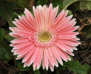 Gerbera 2