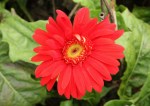 Gerbera