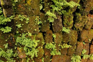 Moss Wall 1