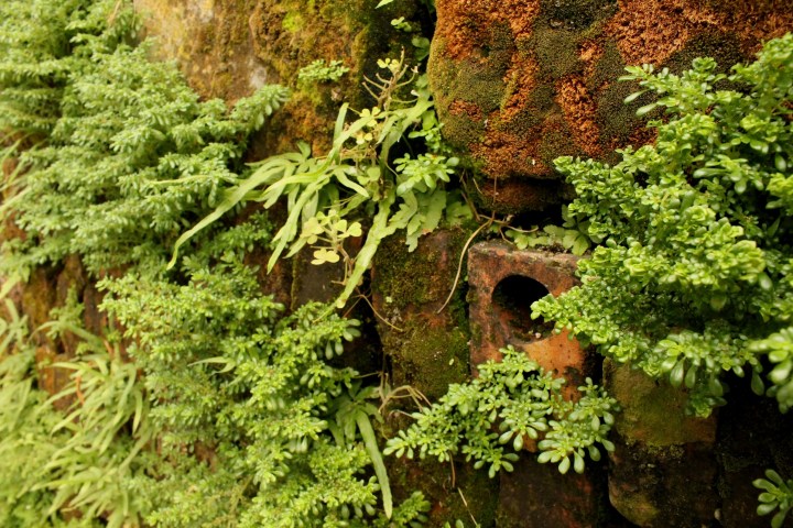 Moss Wall 2