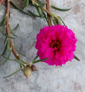 Portulaca